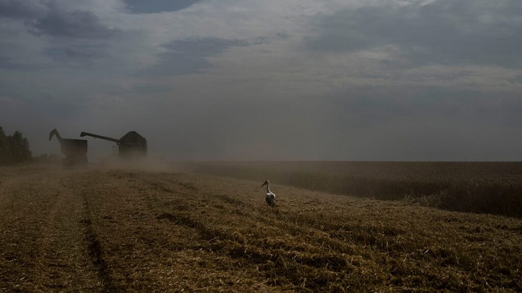 Kyiv slams Egypt for taking Russian‑shipped grain stolen from Ukraine