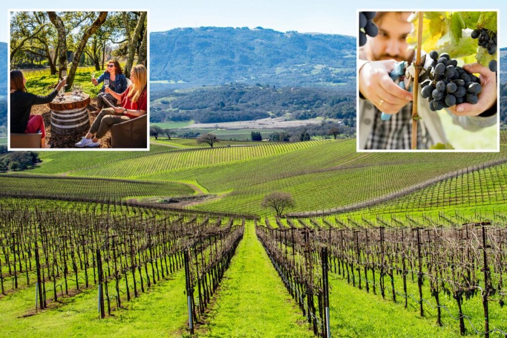 Napa Valley rival looms over Wine Country as shocking figures leave sommeliers on life support