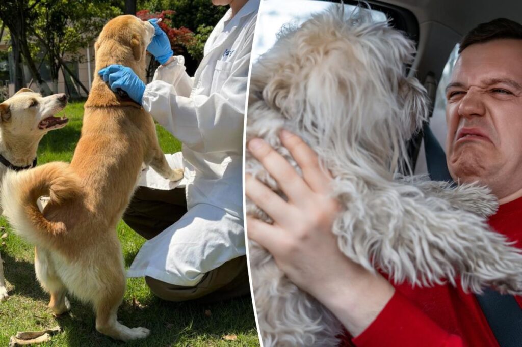 Oral spray may cure your dog’s nasty breath once and for all, scientists say