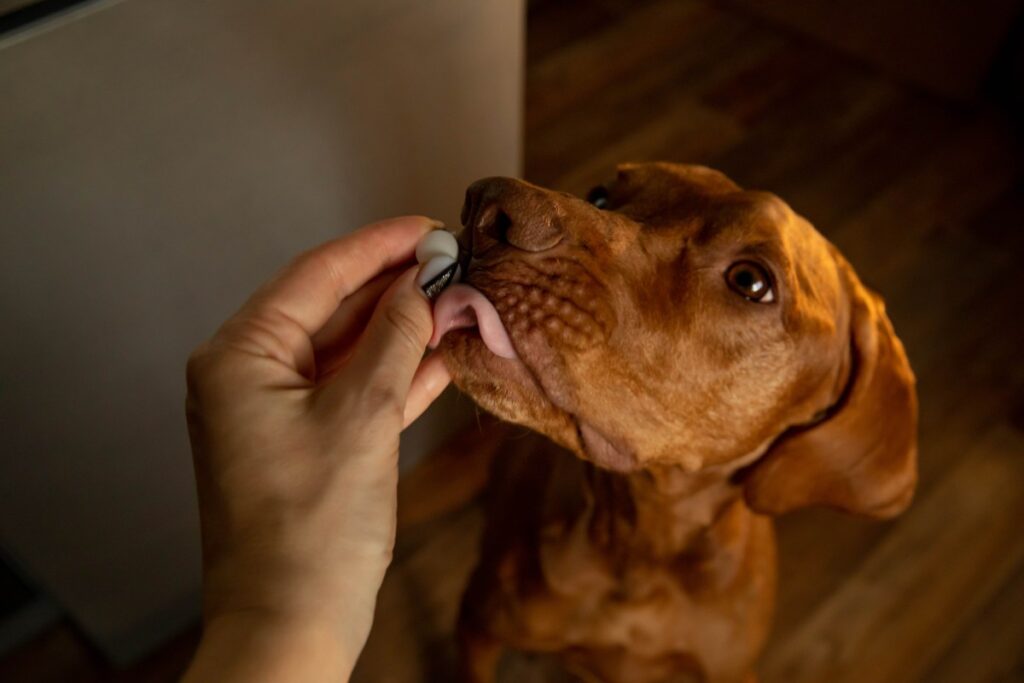 Vets Reveal the Six Things To Look For in Dog Probiotics Vets Reveal the Six Things To Look For in Dog Probiotics