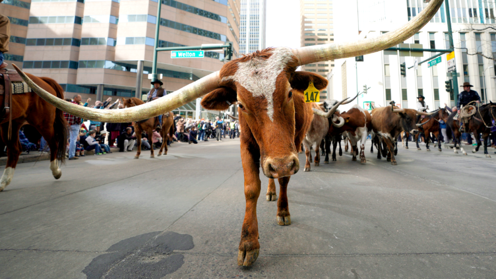 Dallas mayor blasts NYC for ‘punishing success’ as he pitches ‘Y’all Street’ to fleeing billionaires Dallas mayor blasts NYC for ‘punishing success’ as he pitches ‘Y’all Street’ to fleeing billionaires