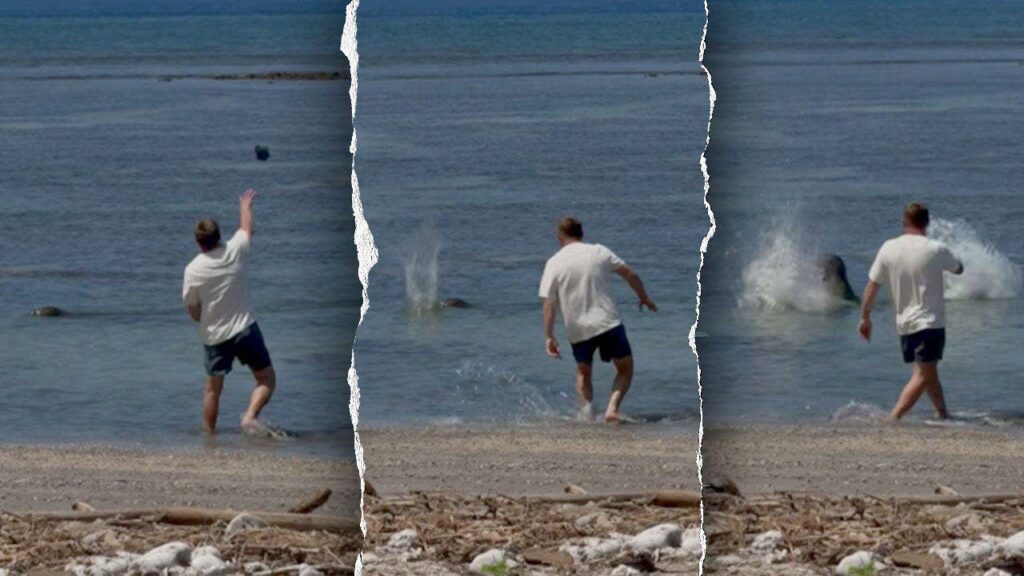 Attorney for man accused of throwing rock at endangered Hawaiian monk seal says client was protecting turtles