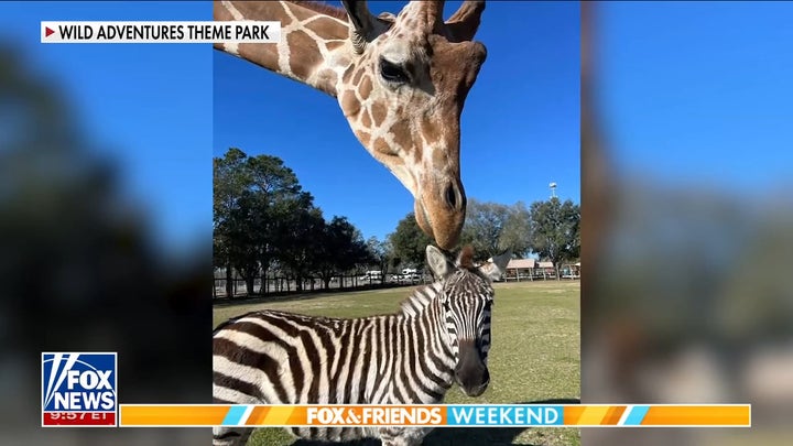 Zebra and giraffe form special bond in animal park