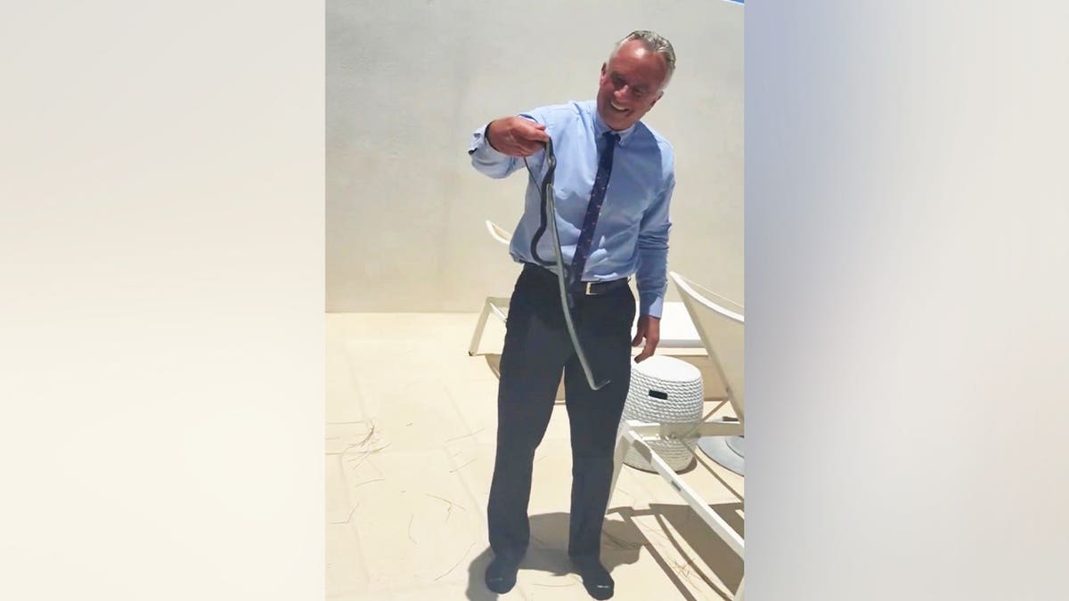 Health and Human Services (HHS) Secretary Robert F. Kennedy Jr. proudly displays a pair of black North American racer snakes