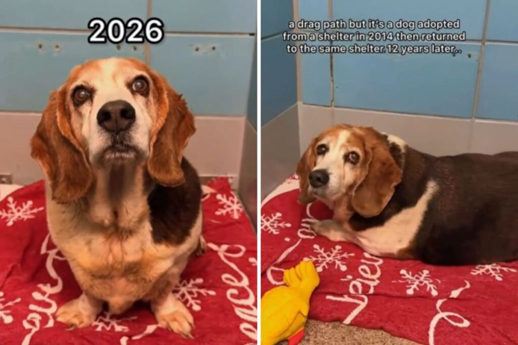 Dog Adopted, Then She Finds Herself Back at the Same Shelter 12 Years Later