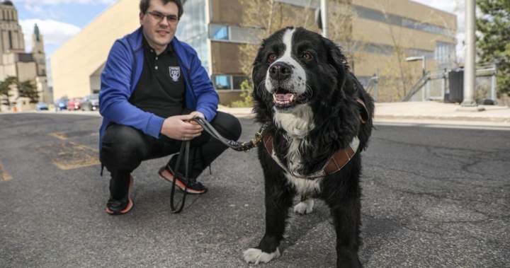 Quebecer graduating from Polytechnique with service dog who attended every class Quebecer graduating from Polytechnique with service dog who attended every class