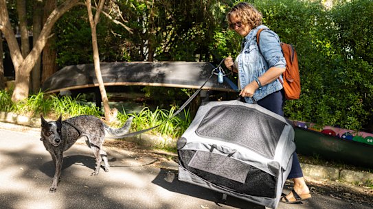 Lynne McCarthy and her dog Azul navigate a difficult journey.