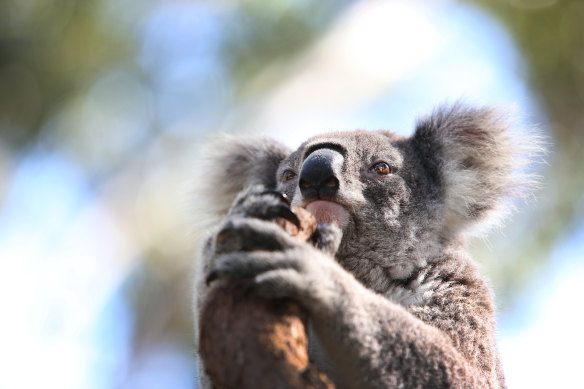 Chlaymdia is one of the many threats Australia’s dwindling koala population faces. 