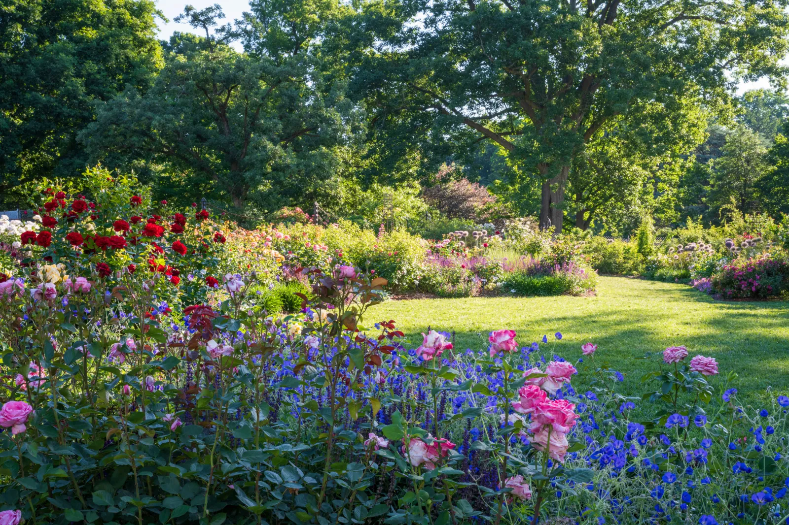 A rose garden in summer in Swarthmore, Pennsylvania, in 2024.