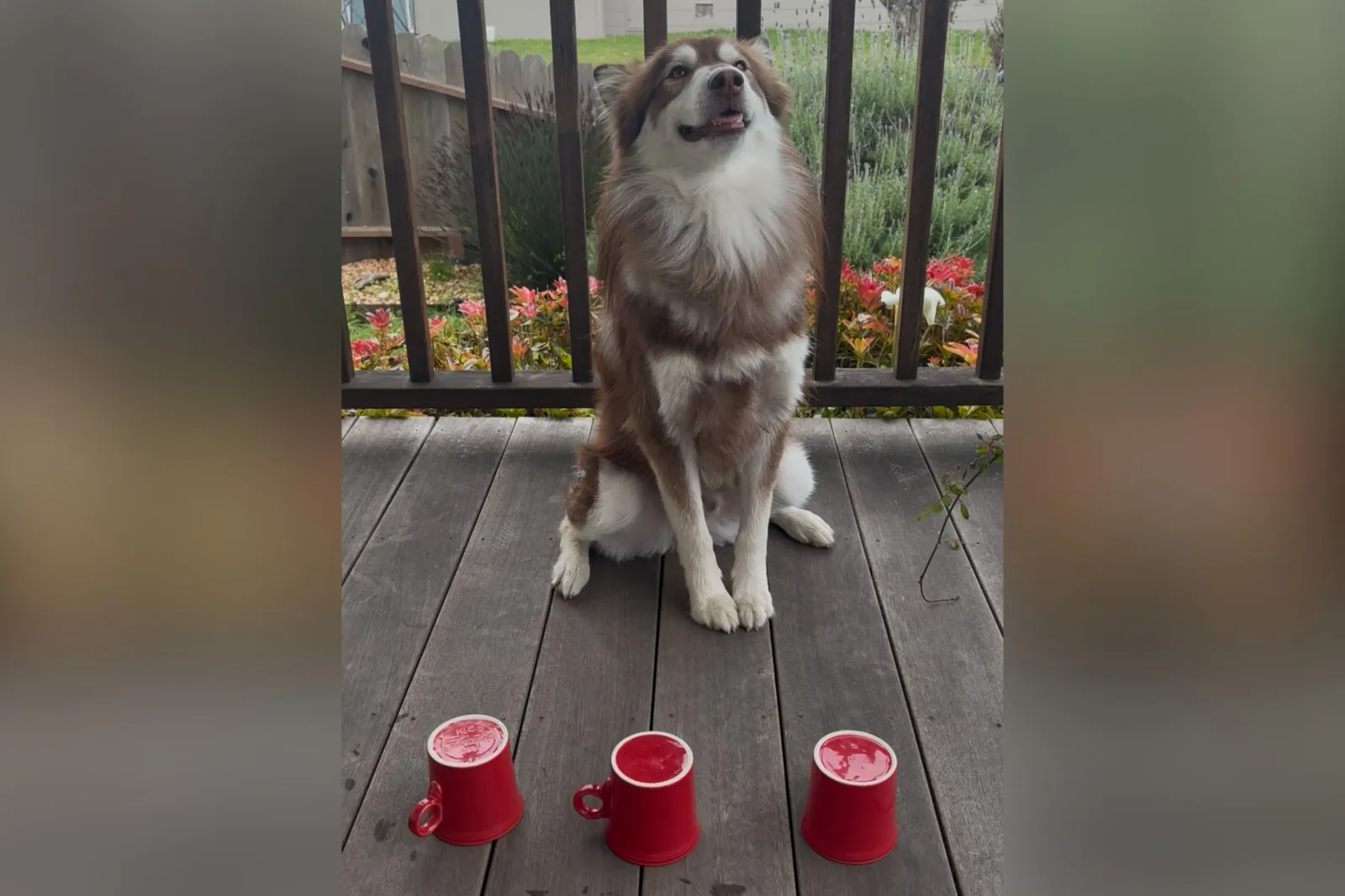 Dog intelligence test with cups