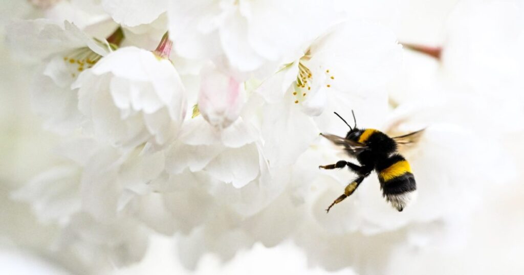 The Best Outdoor Plants for Naturally Keeping Mosquitoes and Pests Away Without Chemicals