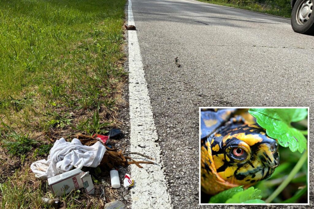 Indiana man seen dancing in roadway while cradling rare turtle arrested for meth possession