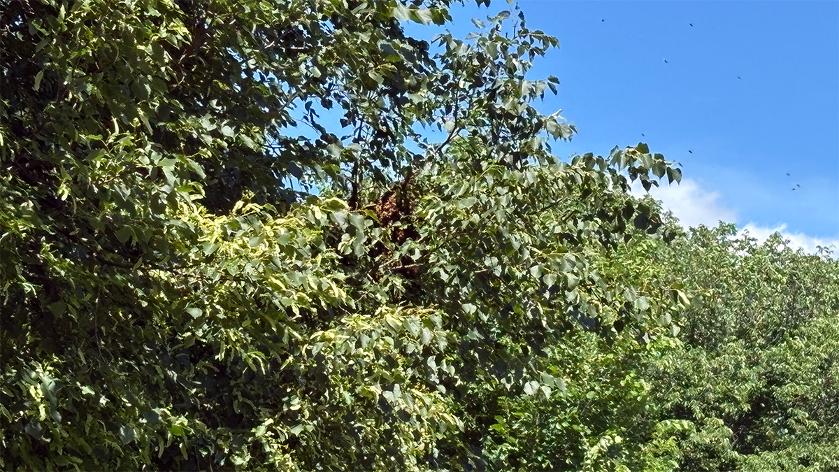 Bees in tree