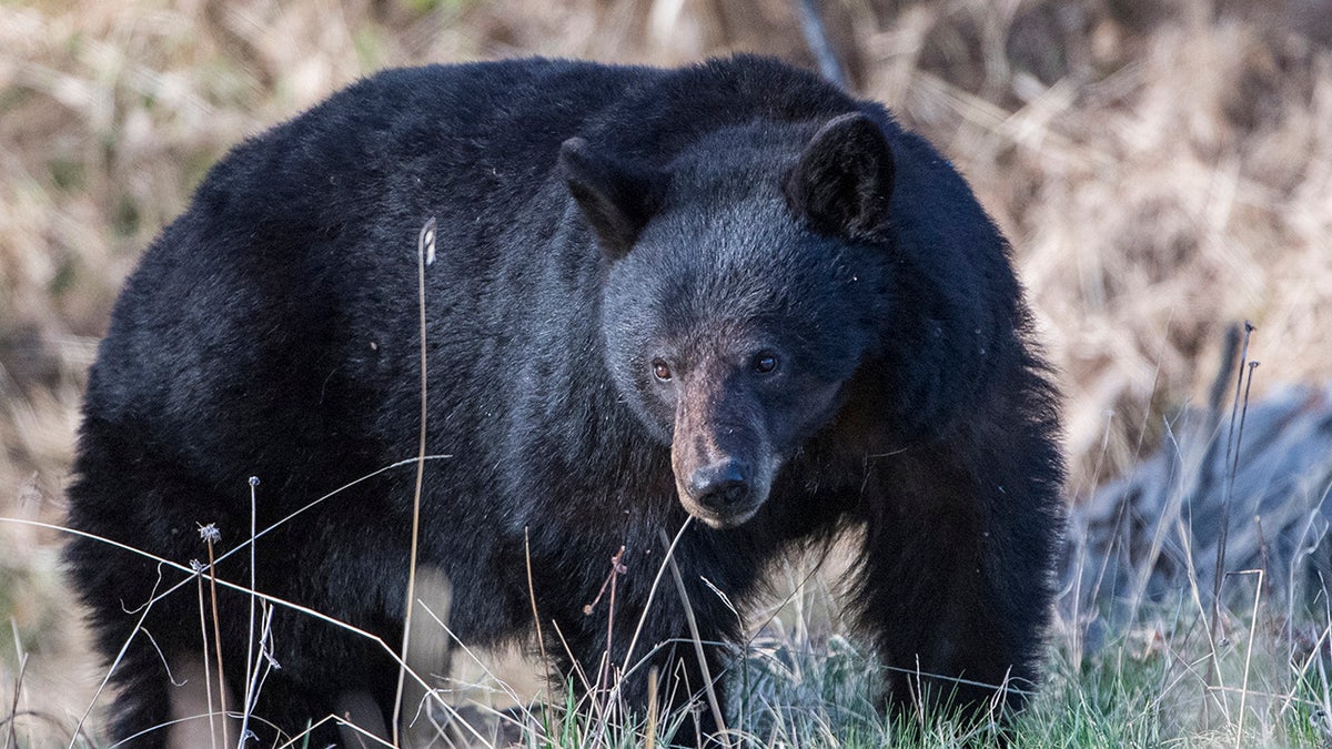 Black bear foraging near a stream in Yellowstone National Park Wyoming