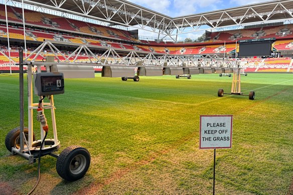 The team uses grow lights on the shadier part of the field to help stimulate leaf growth.