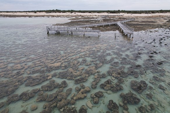 Interactions between bacteria and microbes within the stromatolites of Shark Bay, WA, may have given rise to mitochondria.