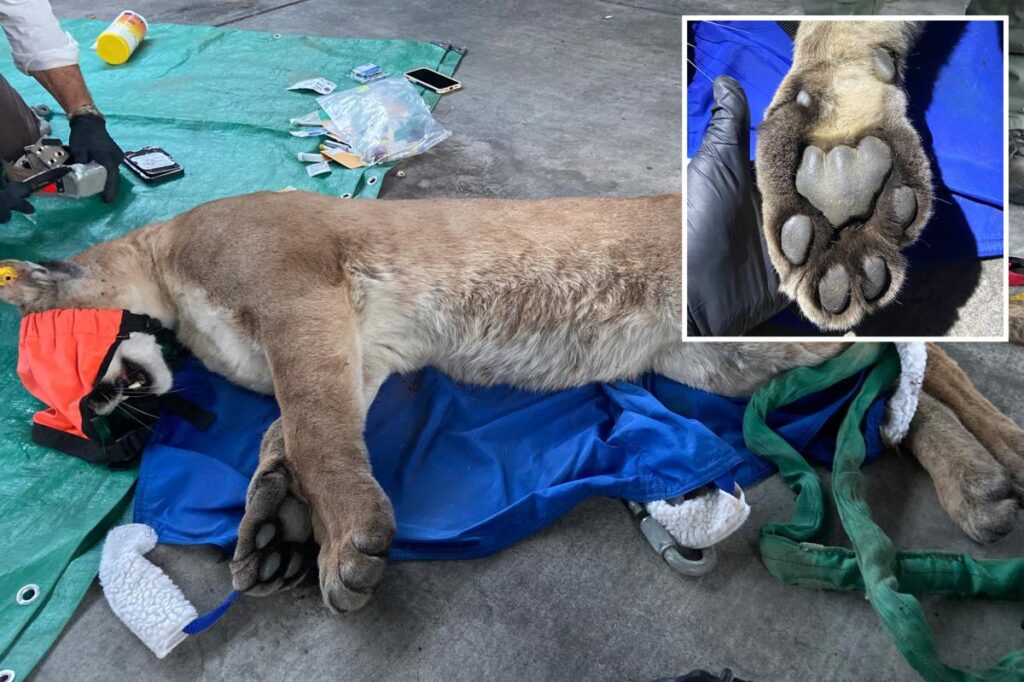 Mountain lion tranquilized after neighbors spot animal prowling SoCal apartment complex