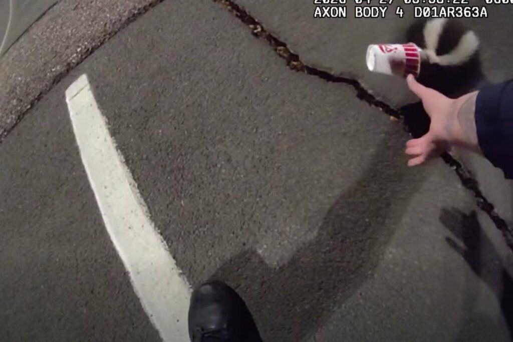 Colorado police rescue unlucky skunk stuck in a cup Colorado police rescue unlucky skunk stuck in a cup