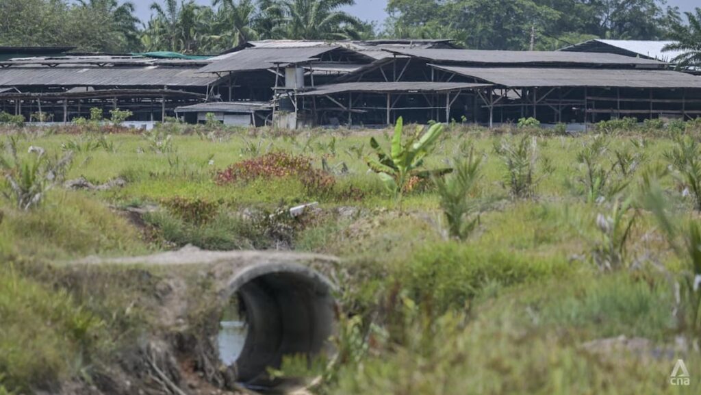 As pig farming in Malaysia’s Selangor turns political, farmers grapple with uncertainty As pig farming in Malaysia’s Selangor turns political, farmers grapple with uncertainty
