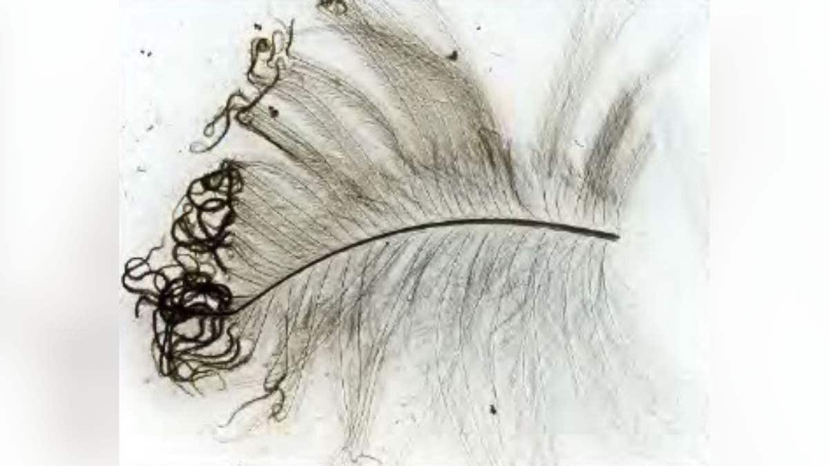 Burned bird feather with curled edges from solar heat exposure