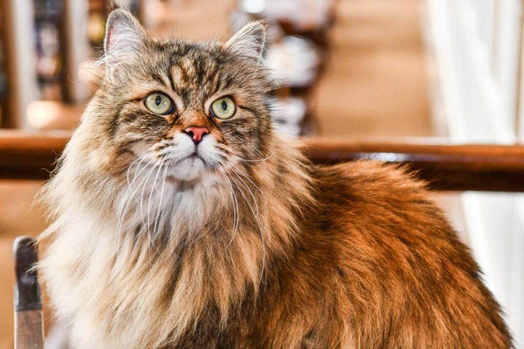 Dear Abby: My husband refuses to let me get a new cat Dear Abby: My husband refuses to let me get a new cat