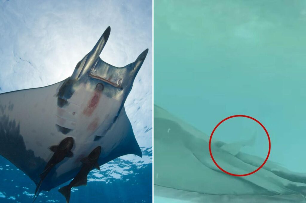 ‘Just that weird’: Suckerfish observed swimming in manta rays’ rear ends, could impede pooping, sex