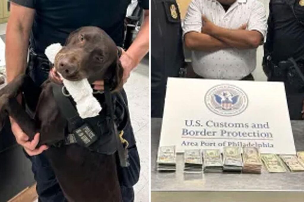 Airport police dog sniffs out and seizes K cash — now, TSA is warning passengers why Airport police dog sniffs out and seizes K cash — now, TSA is warning passengers why