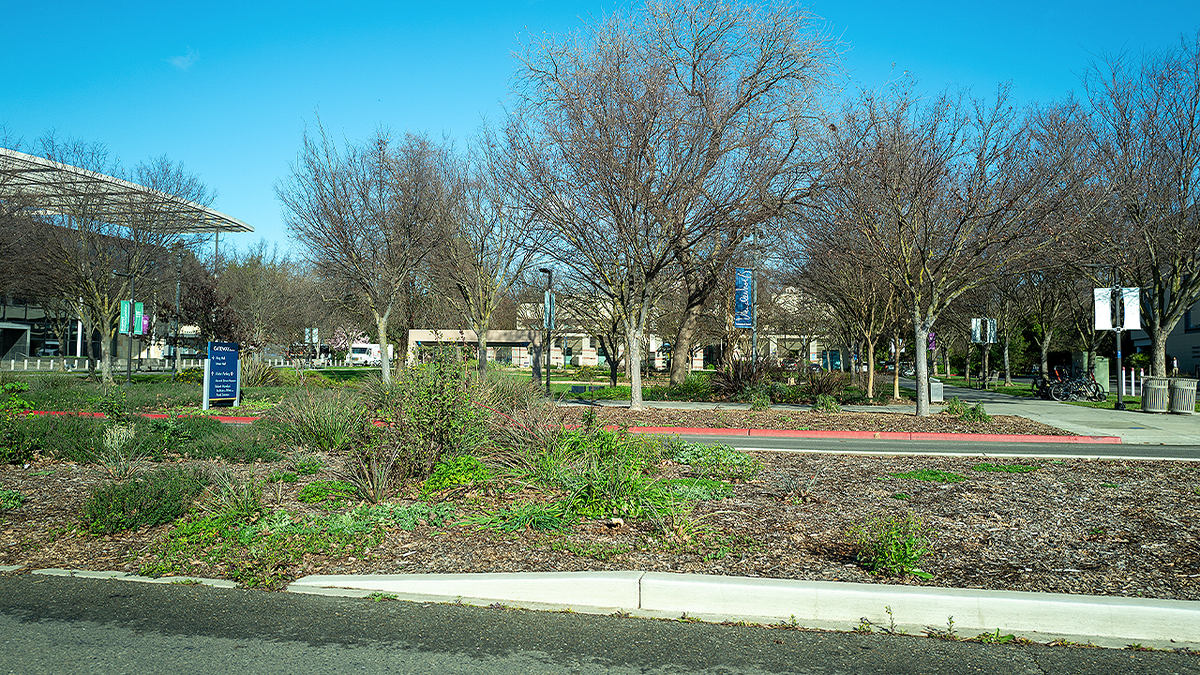 Walkway and campus buildings at UC Davis in Northern California