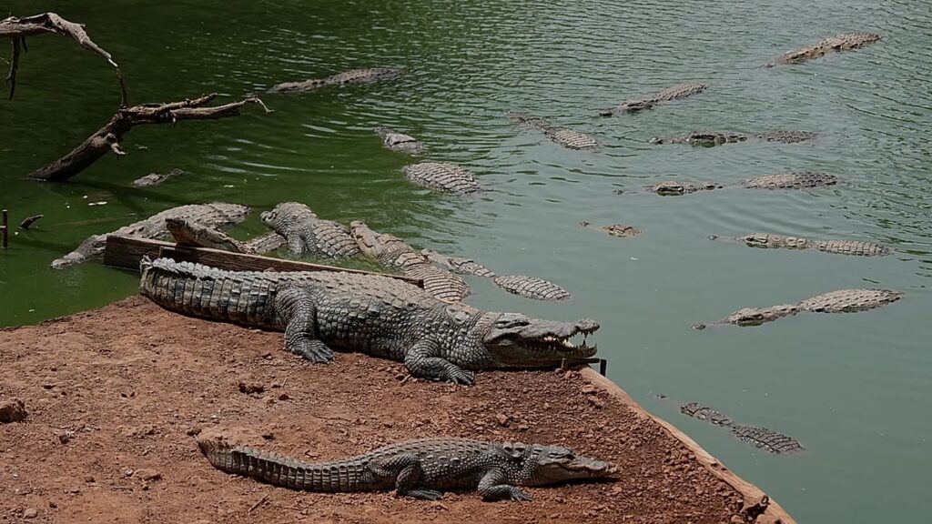 UK police arrest man after toddler ‘ended up’ in crocodile pen at zoo