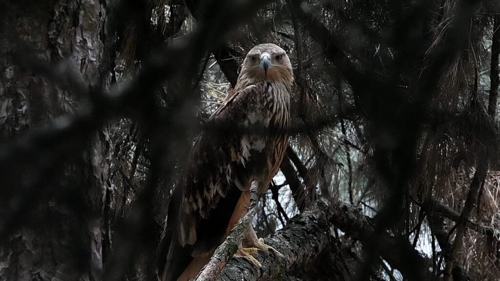 Feliks the eagle back in Serbia after kidnap ordeal in Middle East