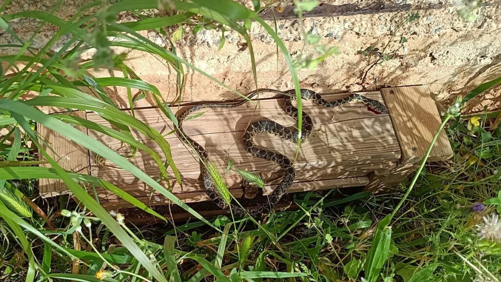 A snake invasion is threatening Ibiza and Mallorca A snake invasion is threatening Ibiza and Mallorca