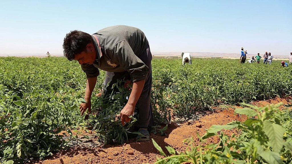 Greece to bring in 5,000 Egyptian farm workers