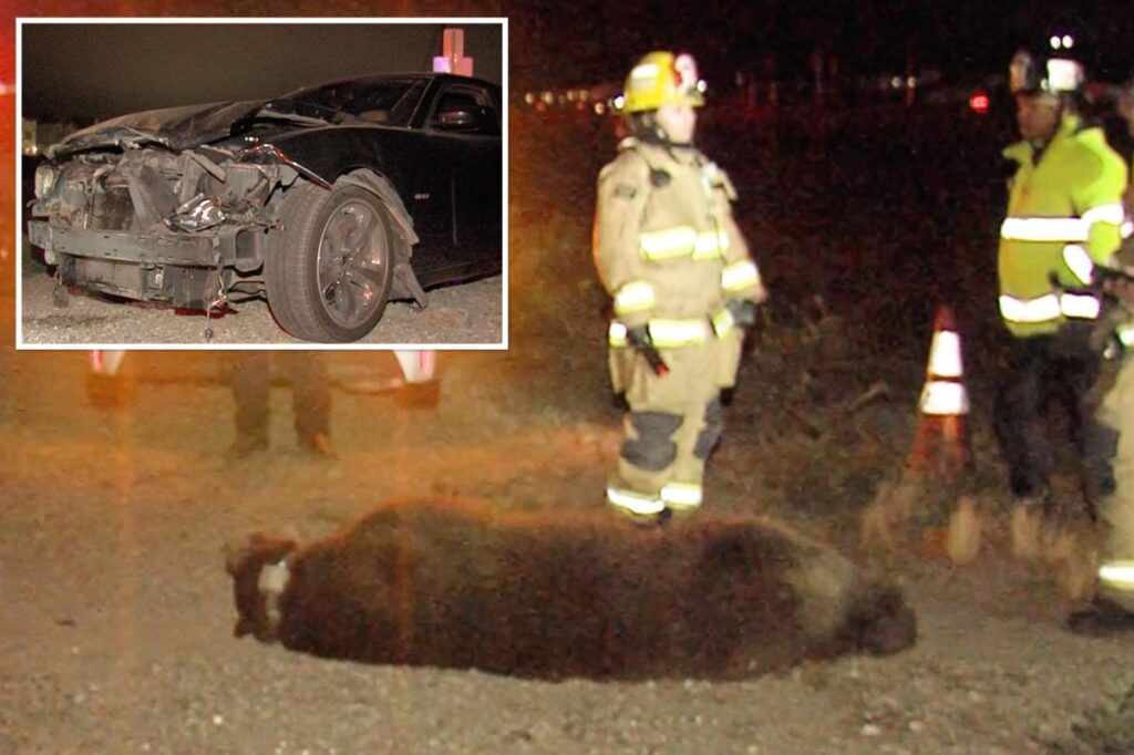 Grisly scene as bear fatally struck by car in SoCal Grisly scene as bear fatally struck by car in SoCal