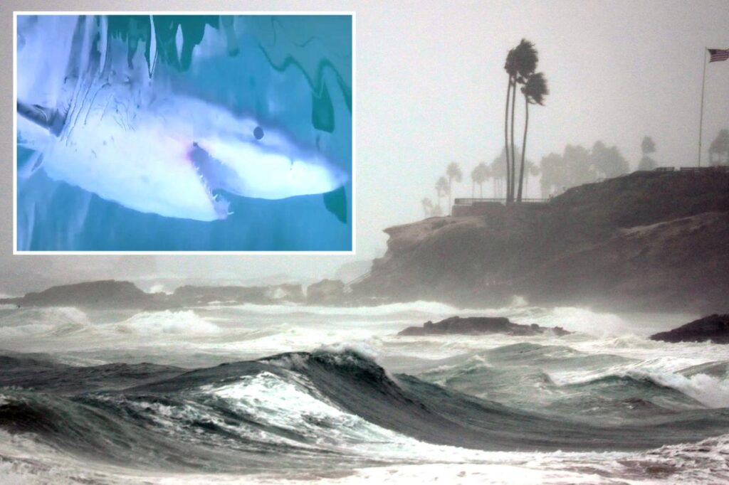 Great white sharks could flood California waters as super El Niño nears Great white sharks could flood California waters as super El Niño nears