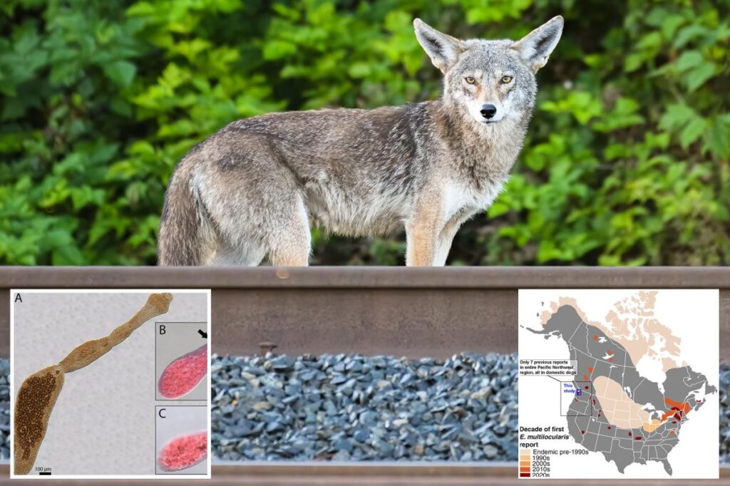 Deadly ‘fox tapeworm’ linked to lethal disease detected in West Coast wildlife