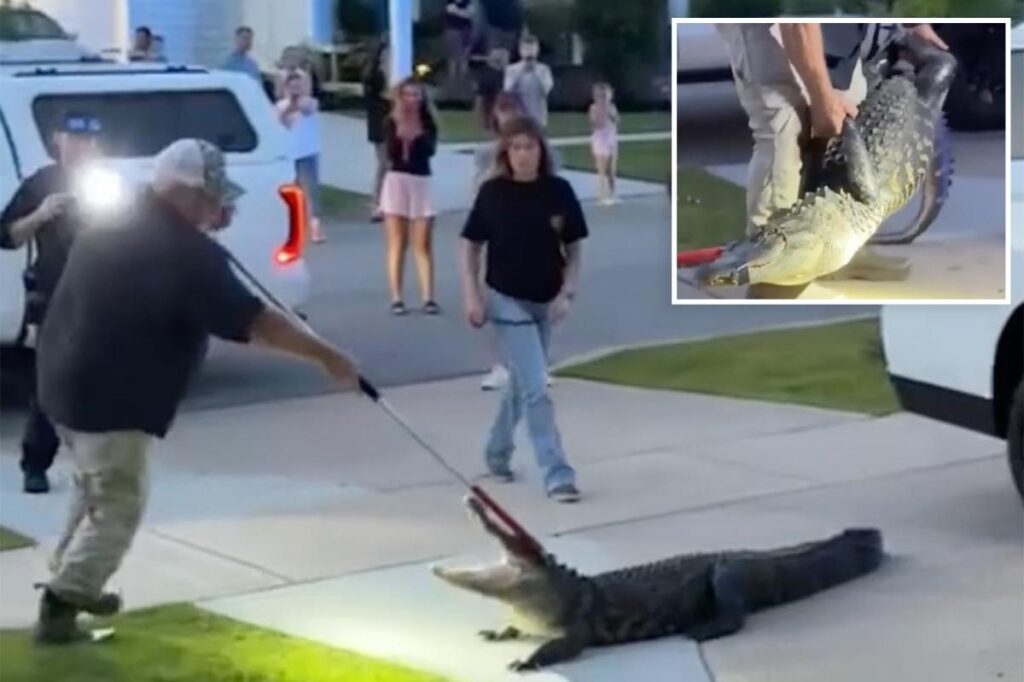 Massive alligator sparks terror as it goes for 3-hour stroll