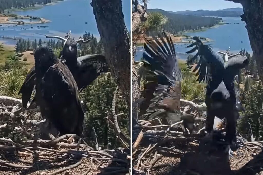 Horrifying moment Big Bear Lake eaglet plunges from nest
