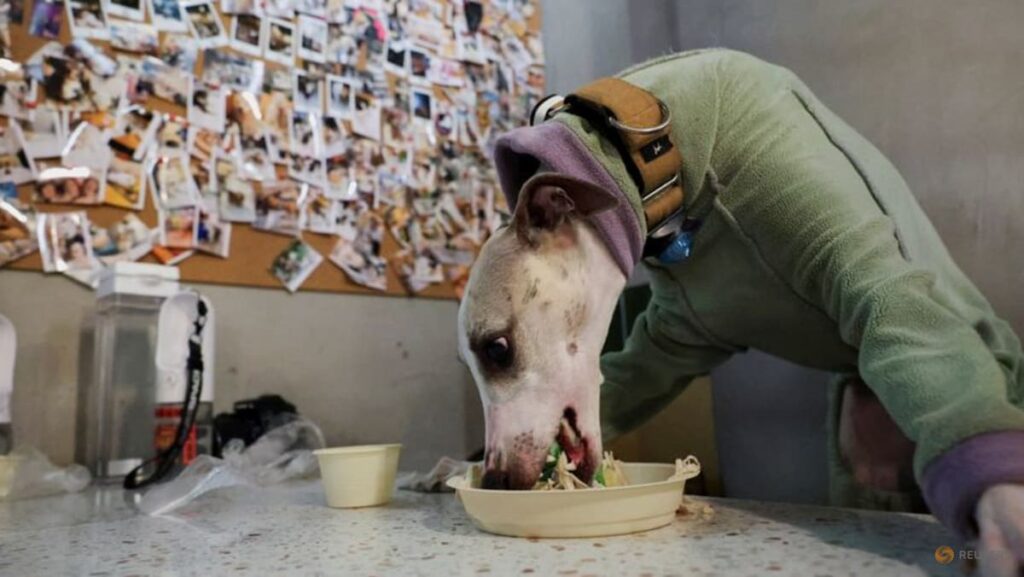Why China still lacks an animal cruelty law despite growing public pressure
