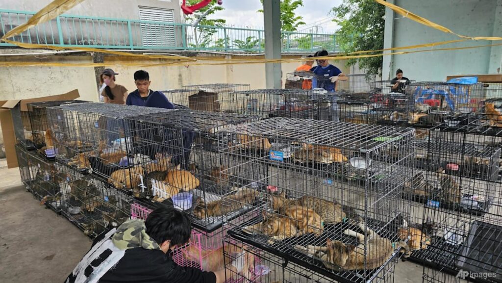 Vietnam police rescue hundreds of cats from being eaten with bust of major animal theft ring Vietnam police rescue hundreds of cats from being eaten with bust of major animal theft ring