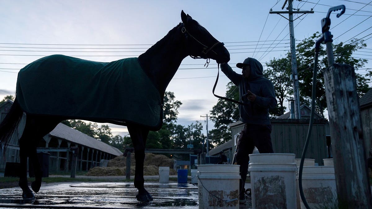 A horse being washed before workout at Saratoga Race Course