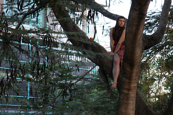 A protester climbs a tree at Kurilpa Commons gardens. 