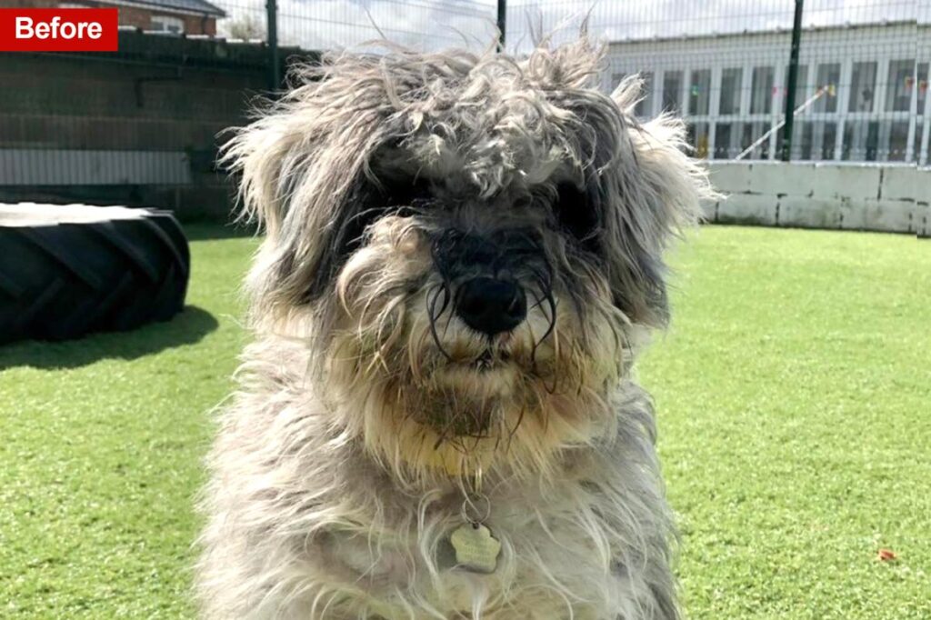 Animal lovers in awe of rescue dog’s unrecognizable ‘glow-up’ — revealing a ‘to die for’ feature