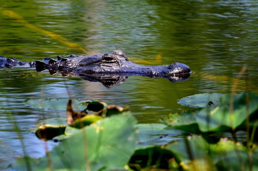 1 dead, 2 injured in horrifying string of Florida alligator attacks: ‘One arm is completely off’