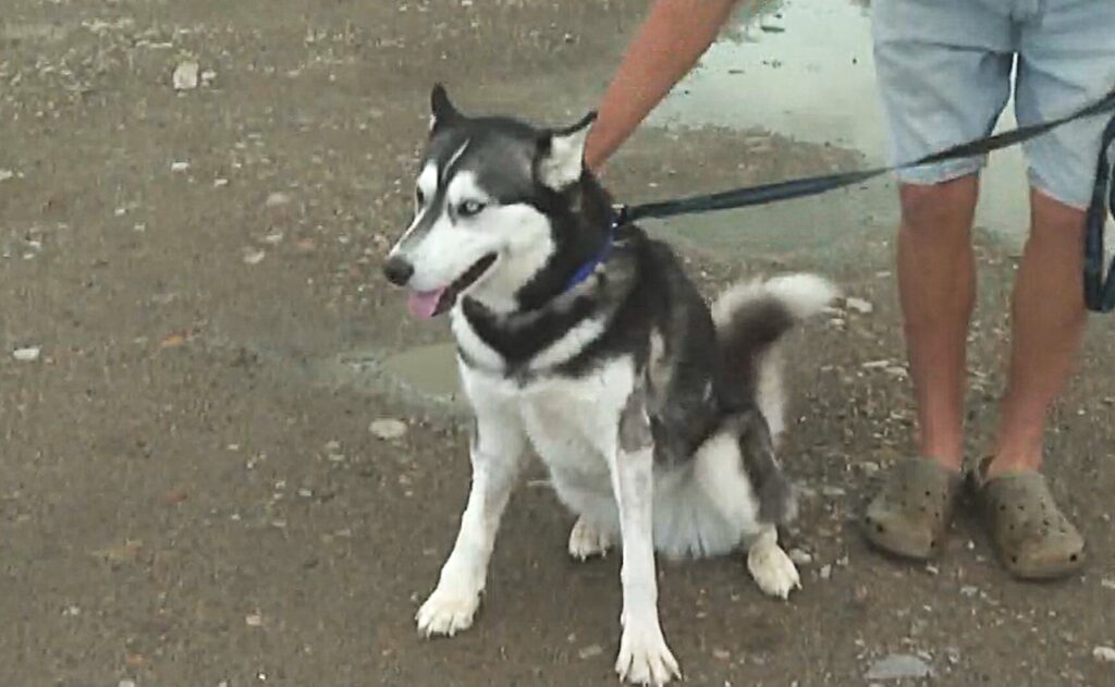 Southern Alberta family dog recovering after being shot Southern Alberta family dog recovering after being shot