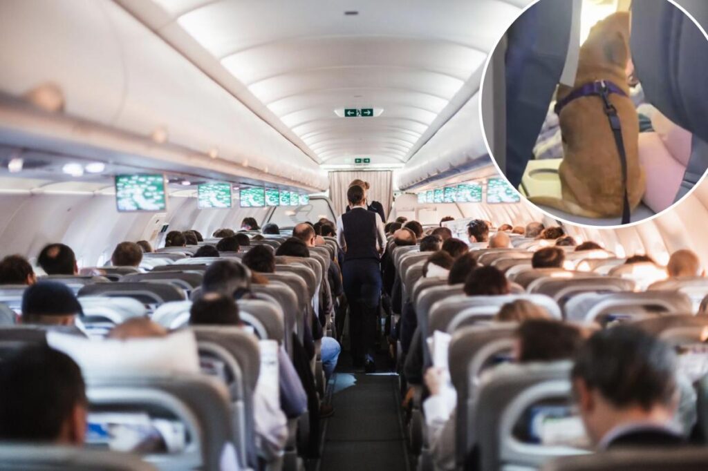 Flyers fume after passenger sits dog in ‘disgusting’ position on plane: ‘People are unbelievable’ Flyers fume after passenger sits dog in ‘disgusting’ position on plane: ‘People are unbelievable’