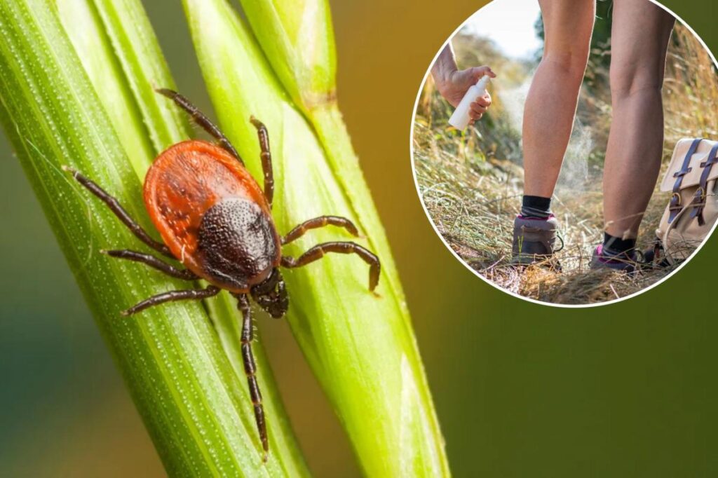 Tick populations are surging in these states — here’s what homeowners can do to keep their yards safe Tick populations are surging in these states — here’s what homeowners can do to keep their yards safe