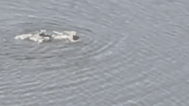 Rogue swimmer arrested after diving into 11-acre Central Park lake in failed attempt to escape NYPD Rogue swimmer arrested after diving into 11-acre Central Park lake in failed attempt to escape NYPD