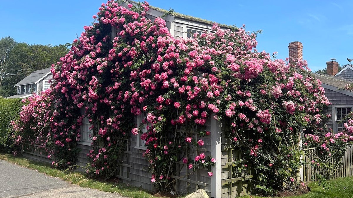 Sconset Rose Cottage surrounded by blooming roses on Nantucket