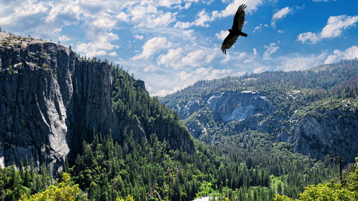 A bird flying over Yosemite National Park in California
