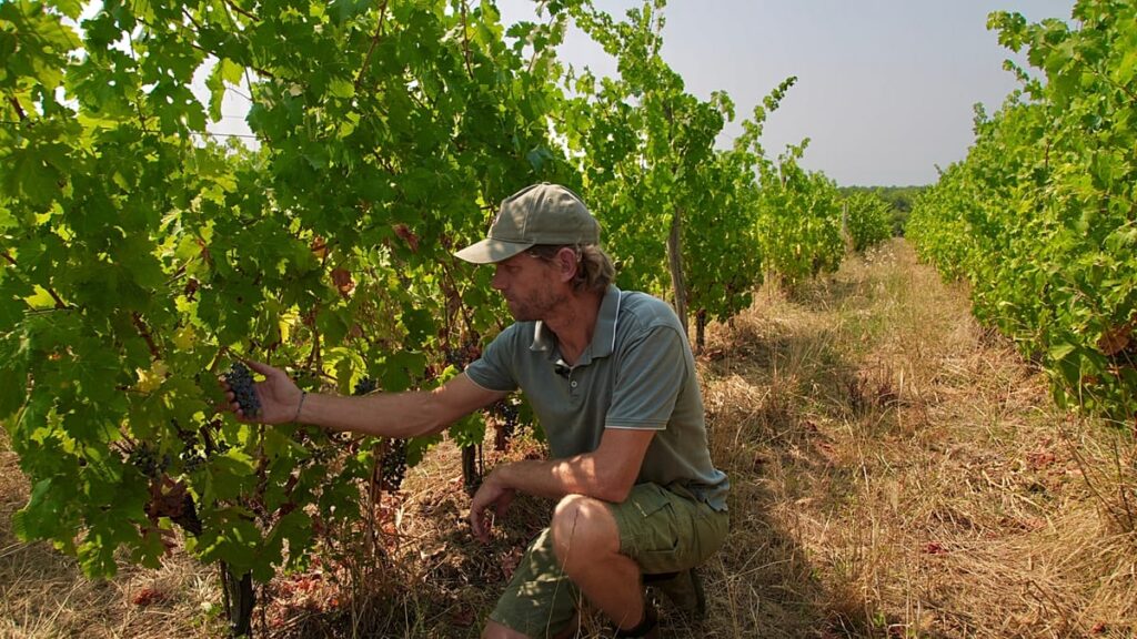 Wildfires near Bordeaux bring more troubles to France’s struggling wine industry Wildfires near Bordeaux bring more troubles to France’s struggling wine industry